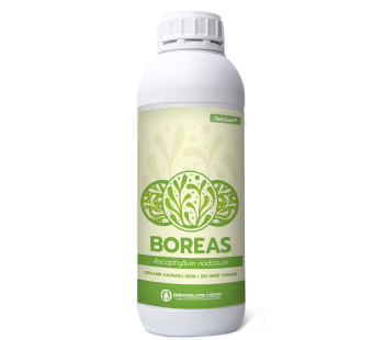 BOREAS